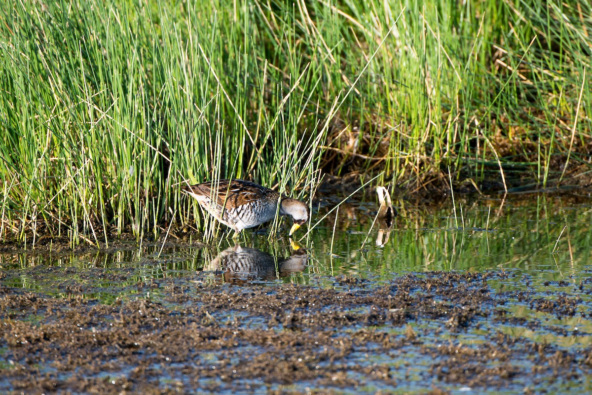 Polluela Sora - ML61601541