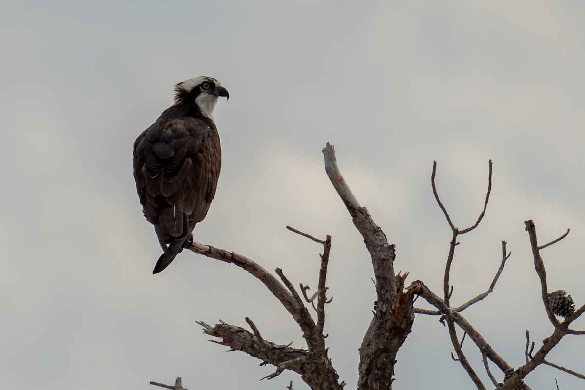 Osprey - ML616015413