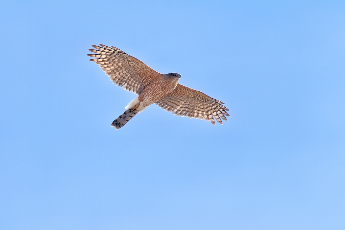 Cooper's Hawk - Bob Walker