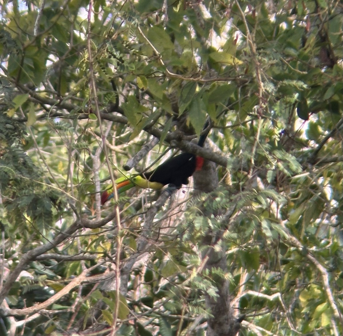 Keel-billed Toucan - ML616015572