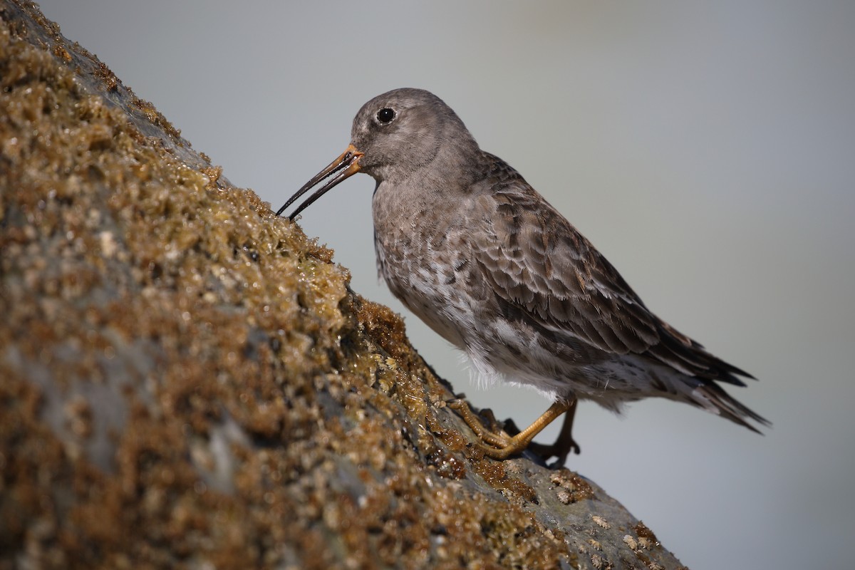 Purple Sandpiper - ML616015598