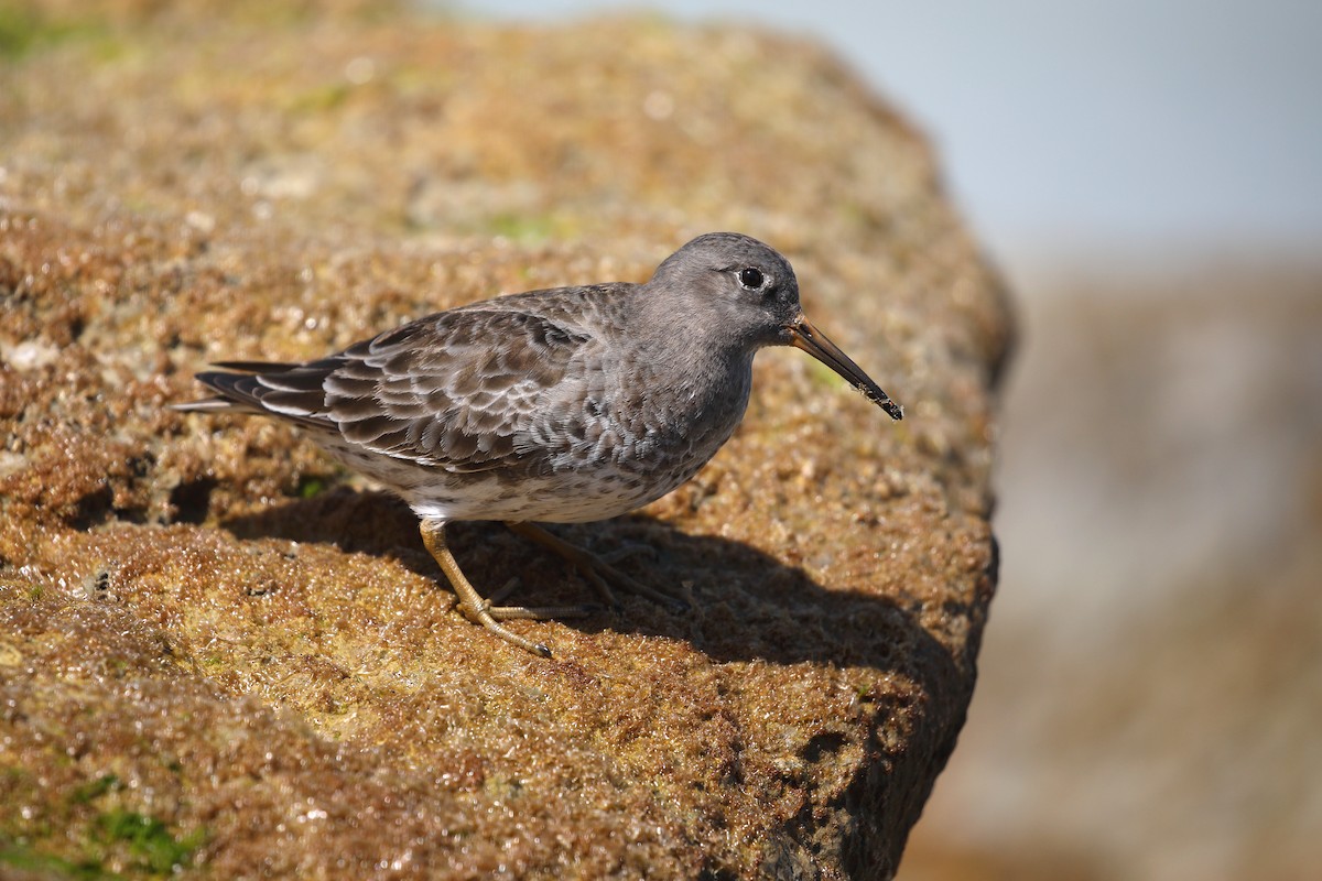 Purple Sandpiper - ML616015647