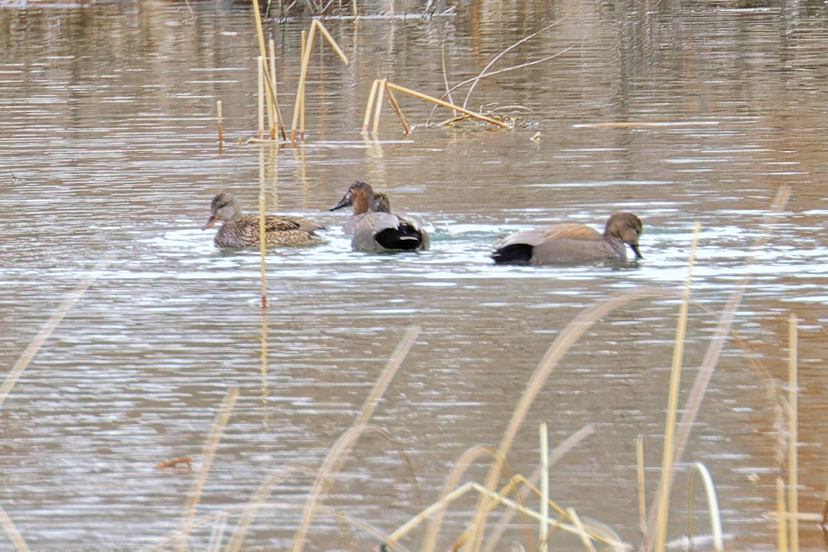 Gadwall - ML616015651