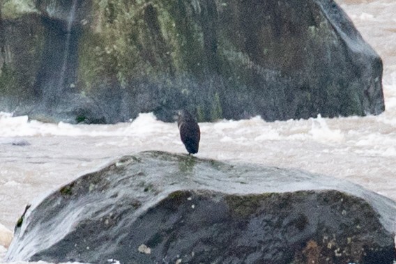 Fasciated Tiger-Heron - ML616015747