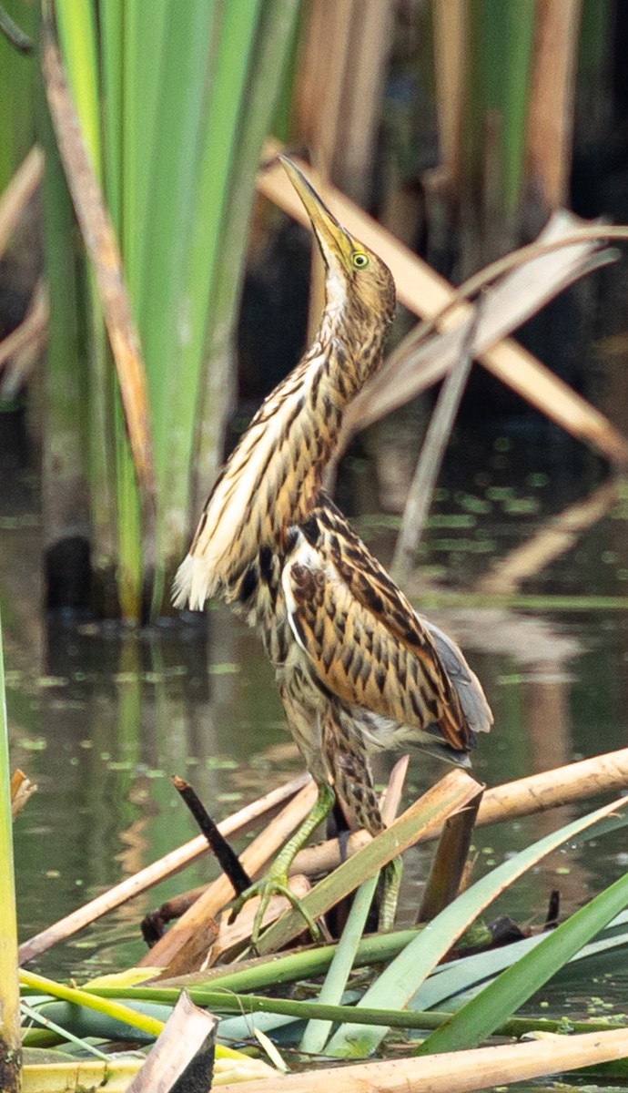 Black-backed Bittern - ML616015754