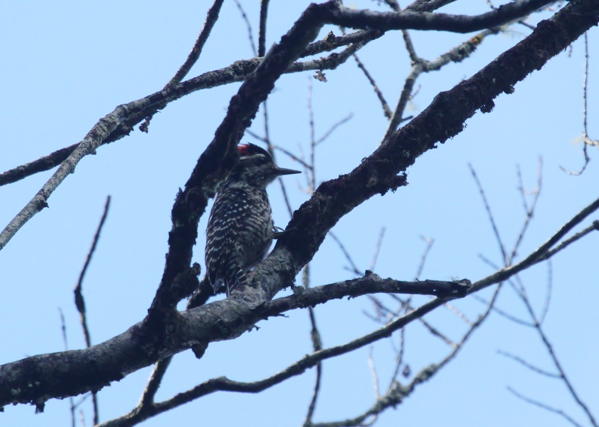 Striped Woodpecker - ML616015788