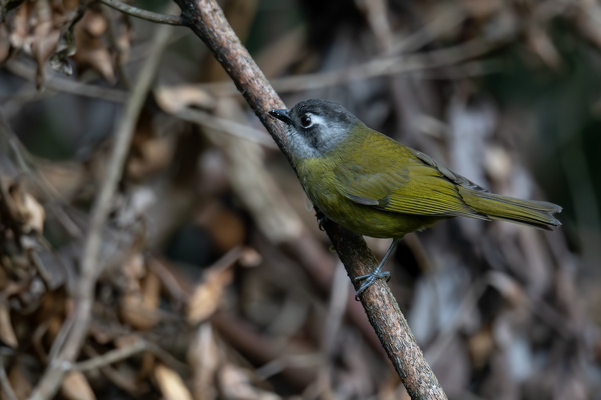 Clorospingo Común (grupo postocularis) - ML616015823