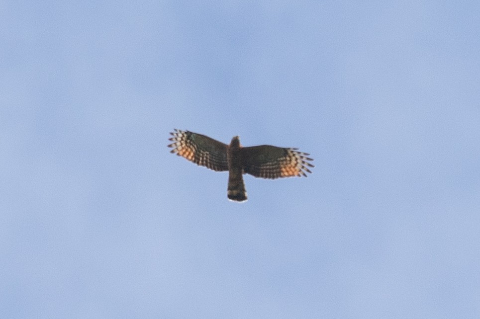 Hook-billed Kite (Hook-billed) - Xiaoni Xu