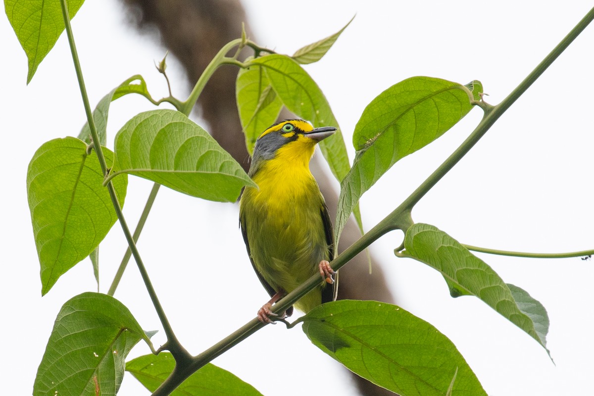 Slaty-capped Shrike-Vireo - ML616015866