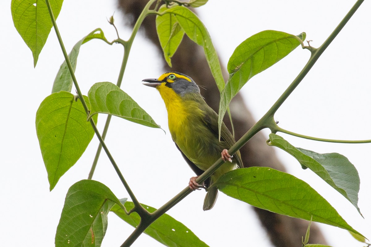 Slaty-capped Shrike-Vireo - ML616015867