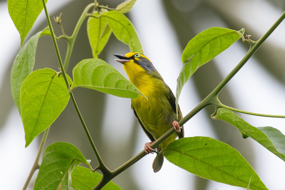 Slaty-capped Shrike-Vireo - ML616015868