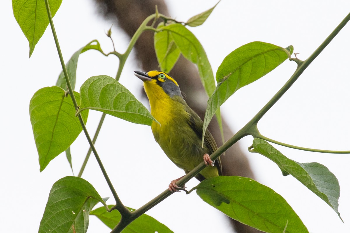 Slaty-capped Shrike-Vireo - ML616015869