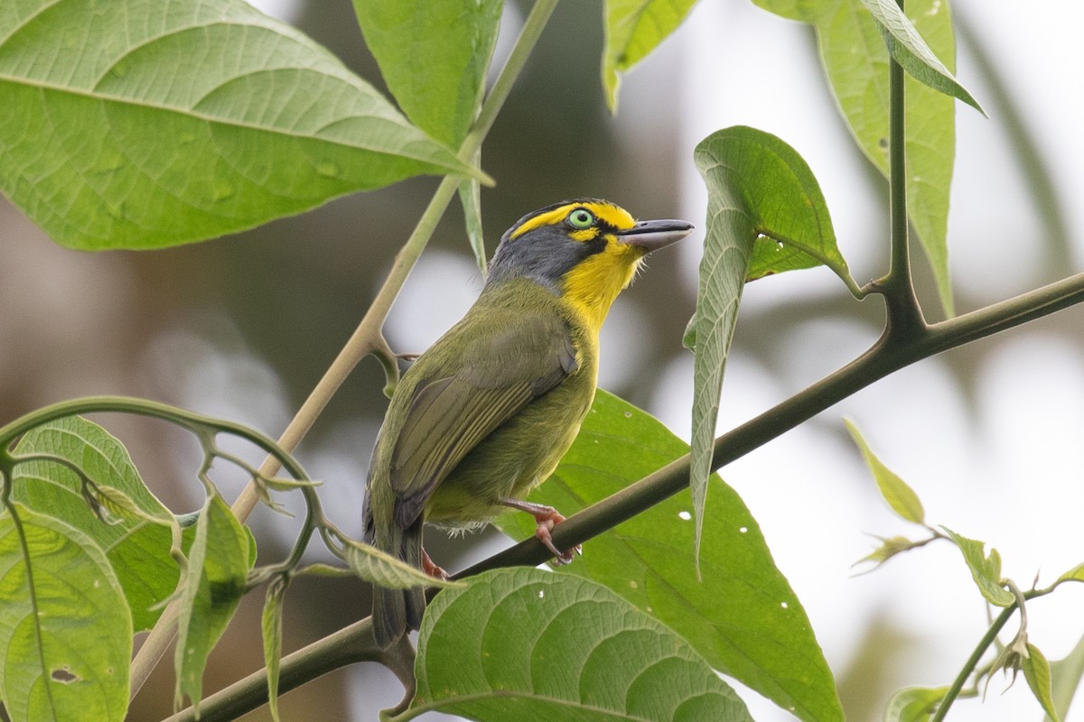 Slaty-capped Shrike-Vireo - ML616015870