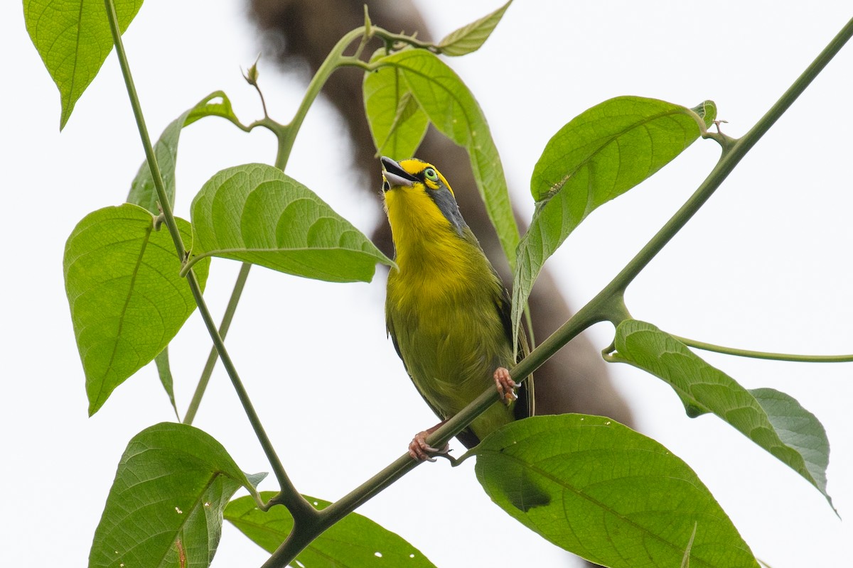 Slaty-capped Shrike-Vireo - ML616015872