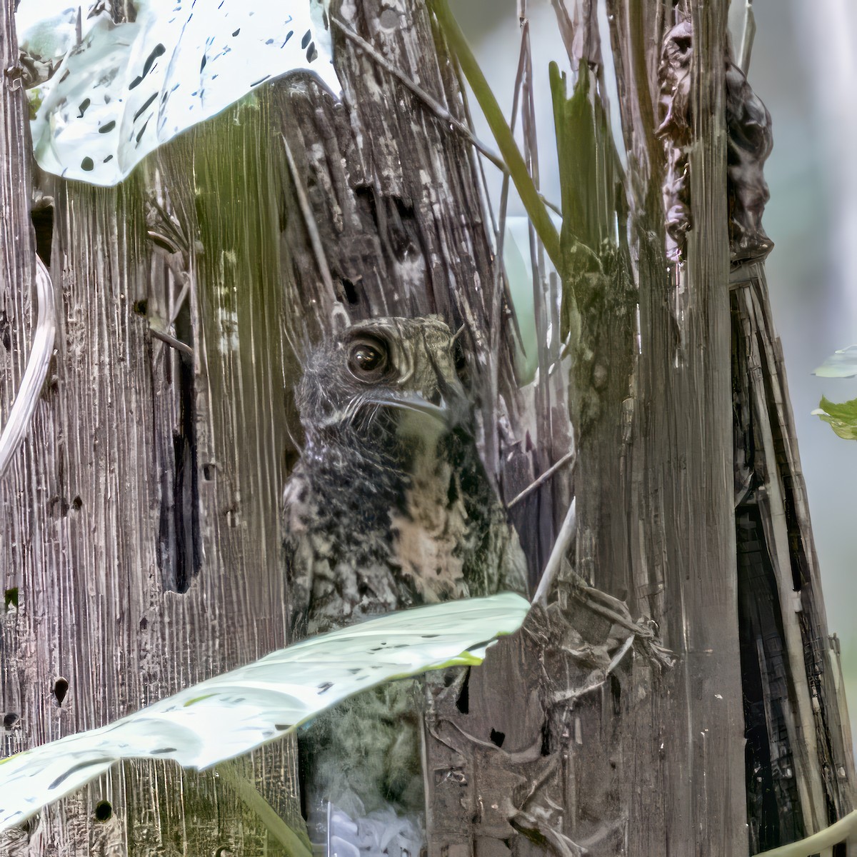 Папуанский совиный козодой - ML616015944