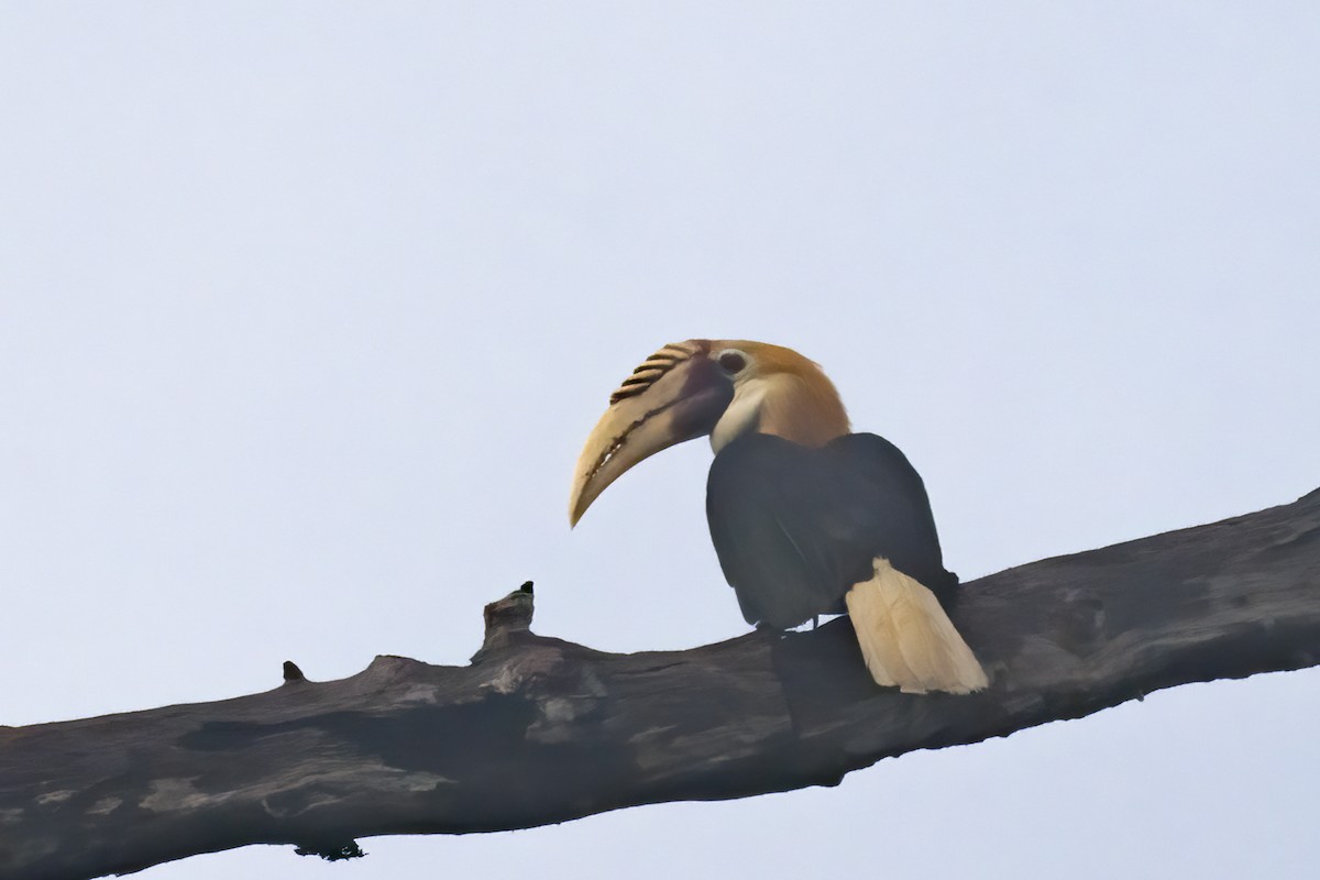 Blyth's Hornbill - ML616015955