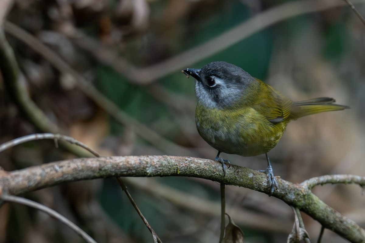 Clorospingo Común (grupo postocularis) - ML616015961