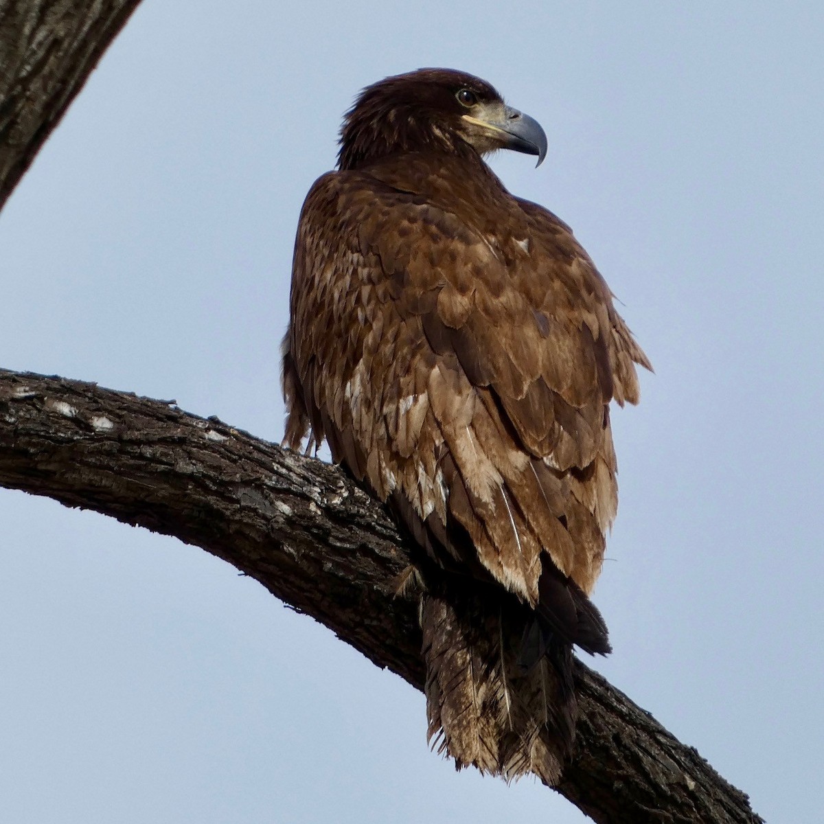 Weißkopf-Seeadler - ML616015974