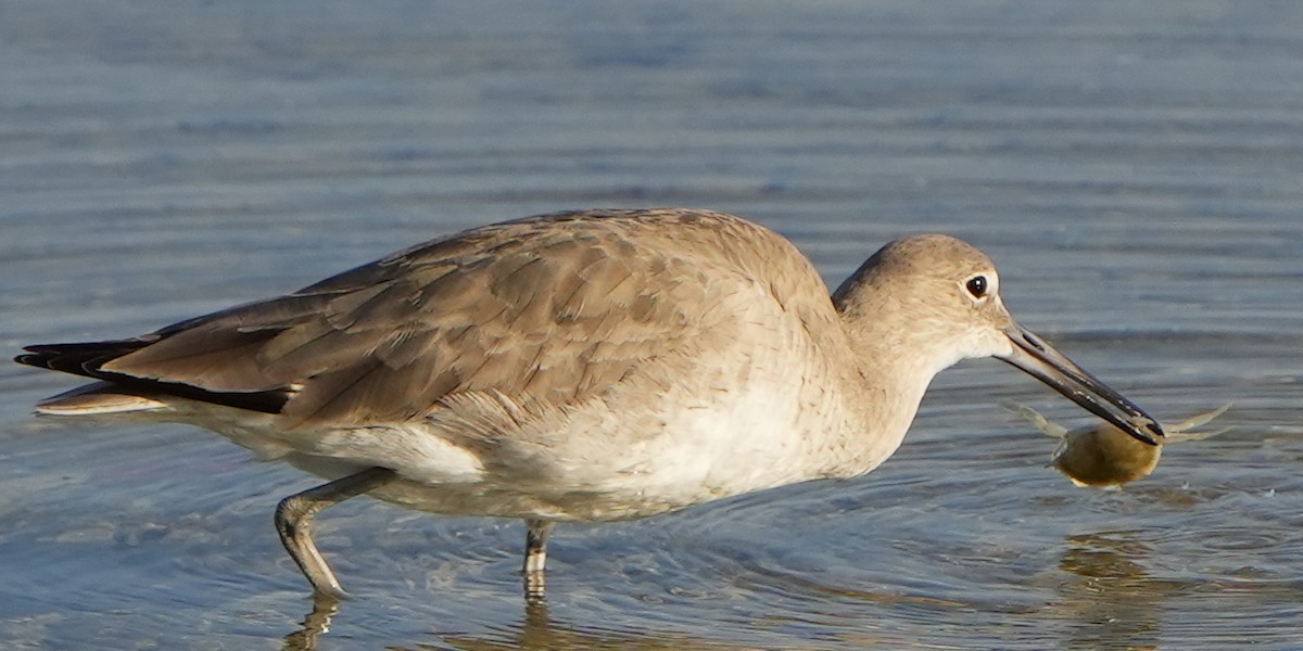 Willet - ML616015980