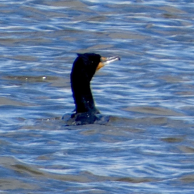 Double-crested Cormorant - Melissa Wetzig