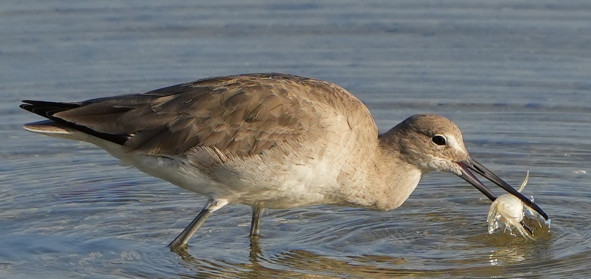 Willet - ML616016001