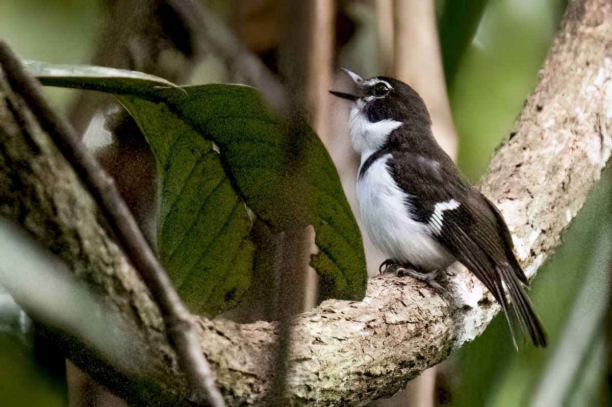 Black-sided Robin - ML616016114