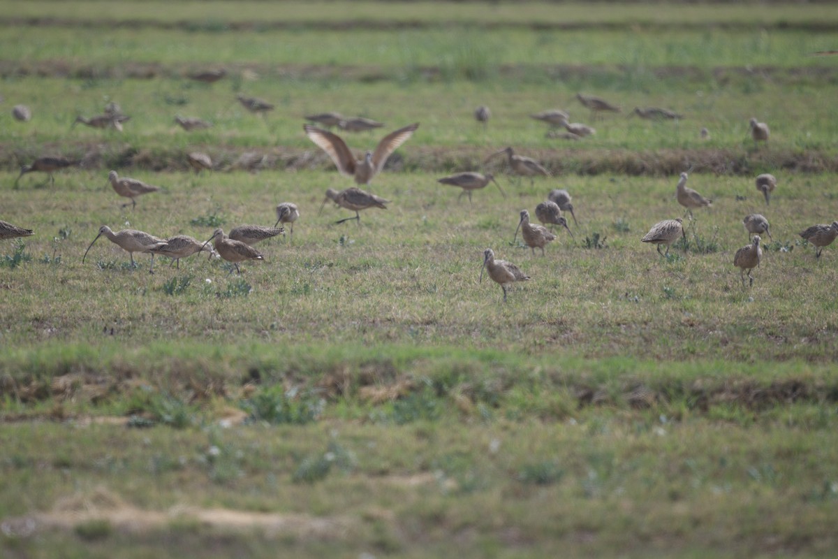 Long-billed Curlew - ML616016121