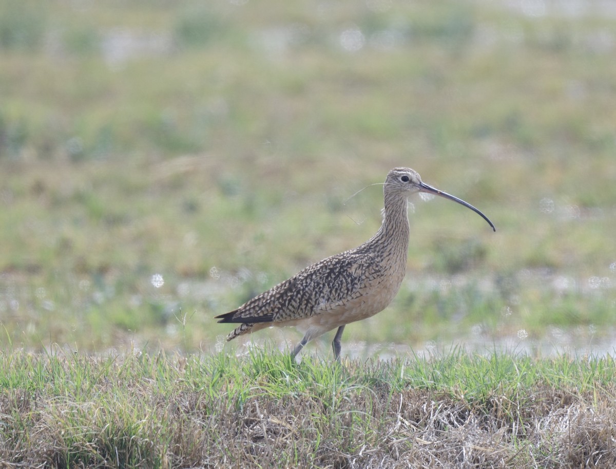 Long-billed Curlew - ML616016124