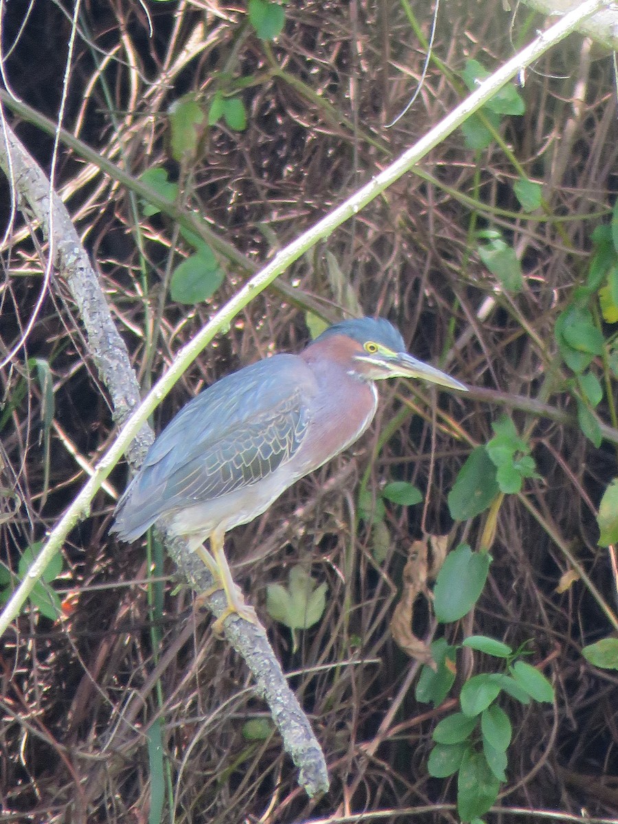 Green Heron - ML616016158