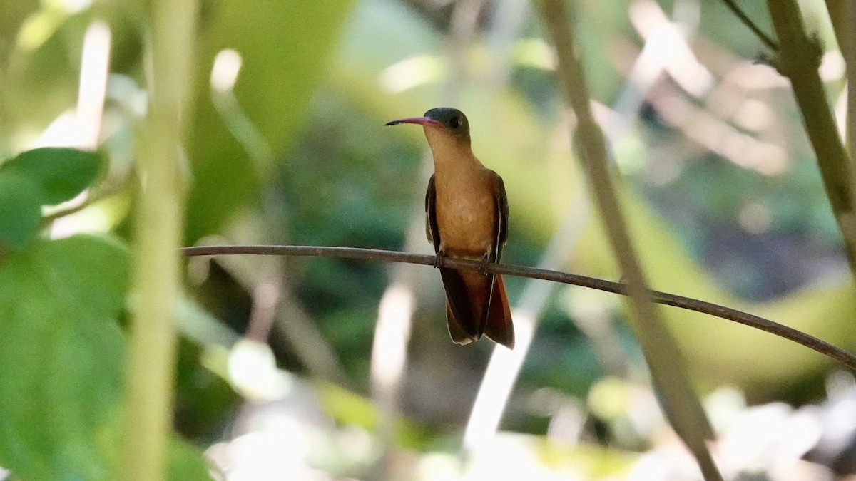 kolibřík ryšavý - ML616016189