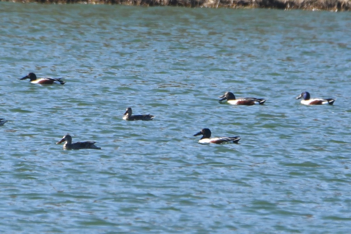 Northern Shoveler - ML616016218