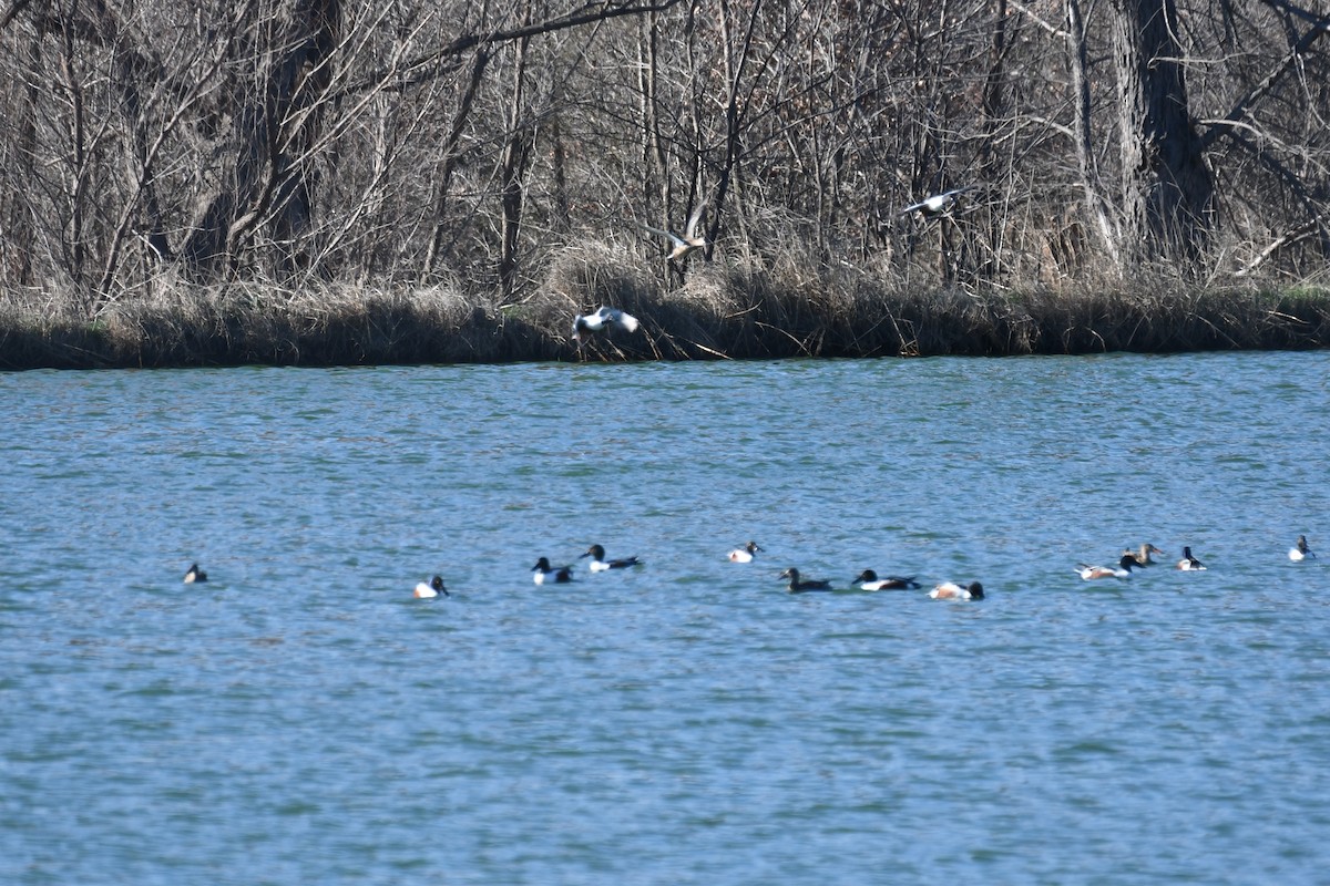 Northern Shoveler - ML616016219