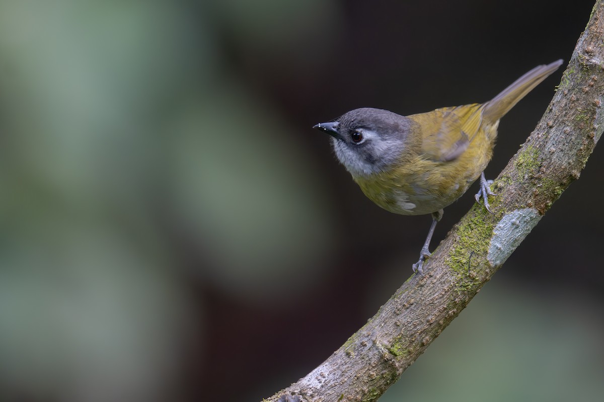 Clorospingo Común (grupo postocularis) - ML616016237