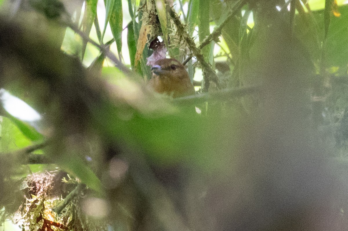 Russet Antshrike (Tawny) - ML616016247