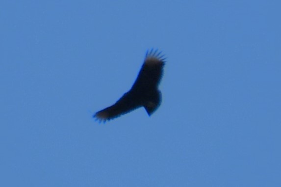 Black Vulture - ML616016308