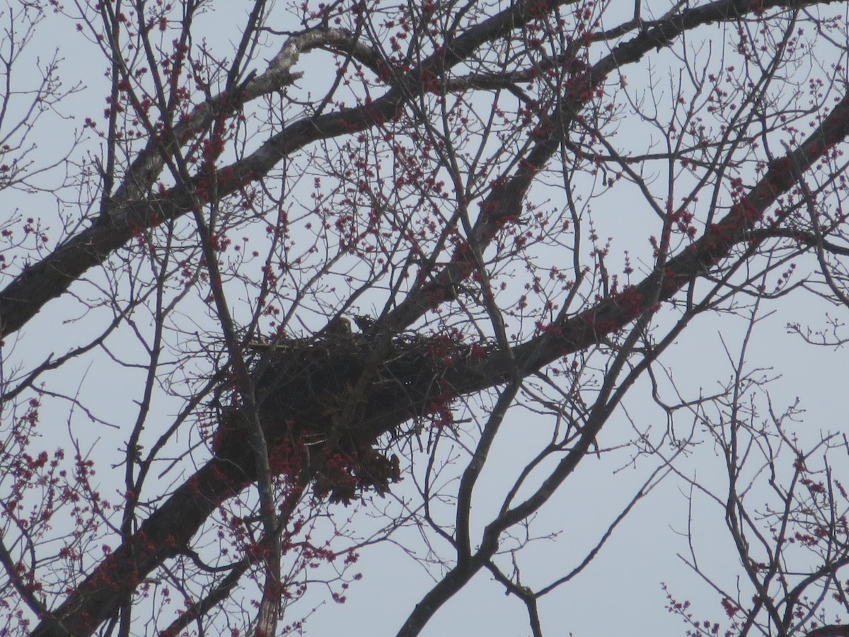 Red-tailed Hawk - ML616016342