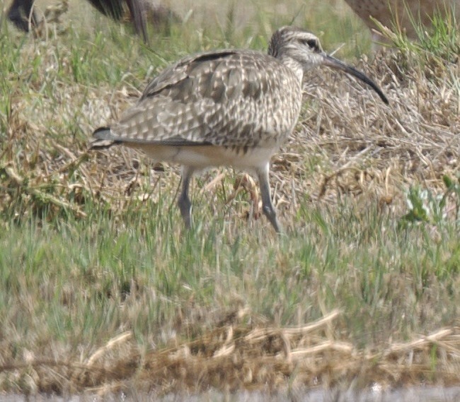 Whimbrel - ML616016398