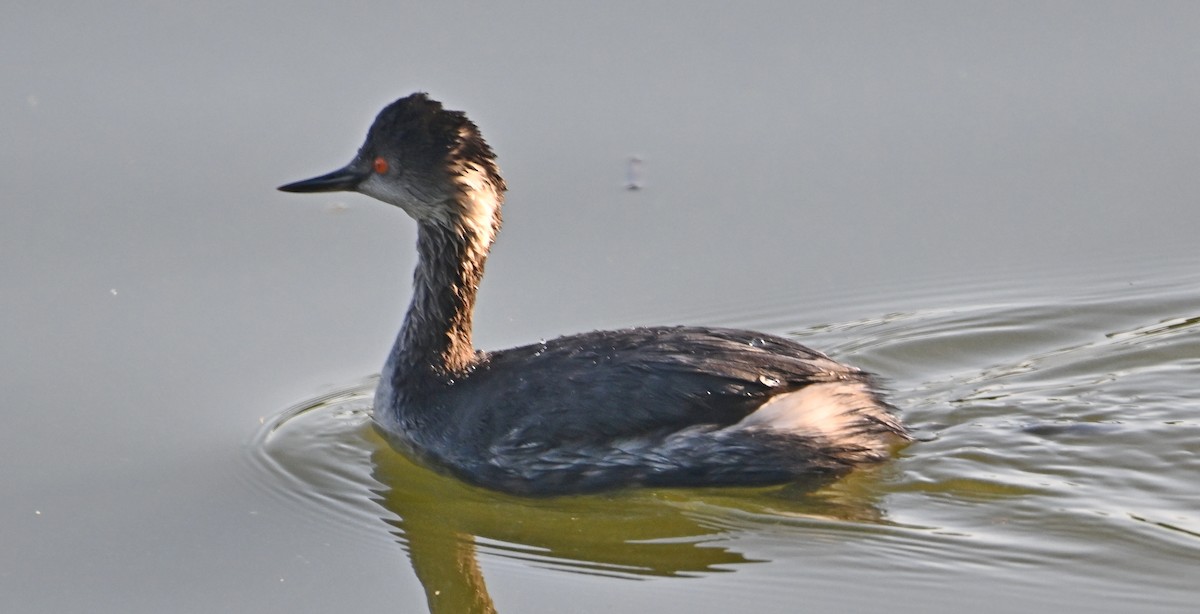 Eared Grebe - ML616016522