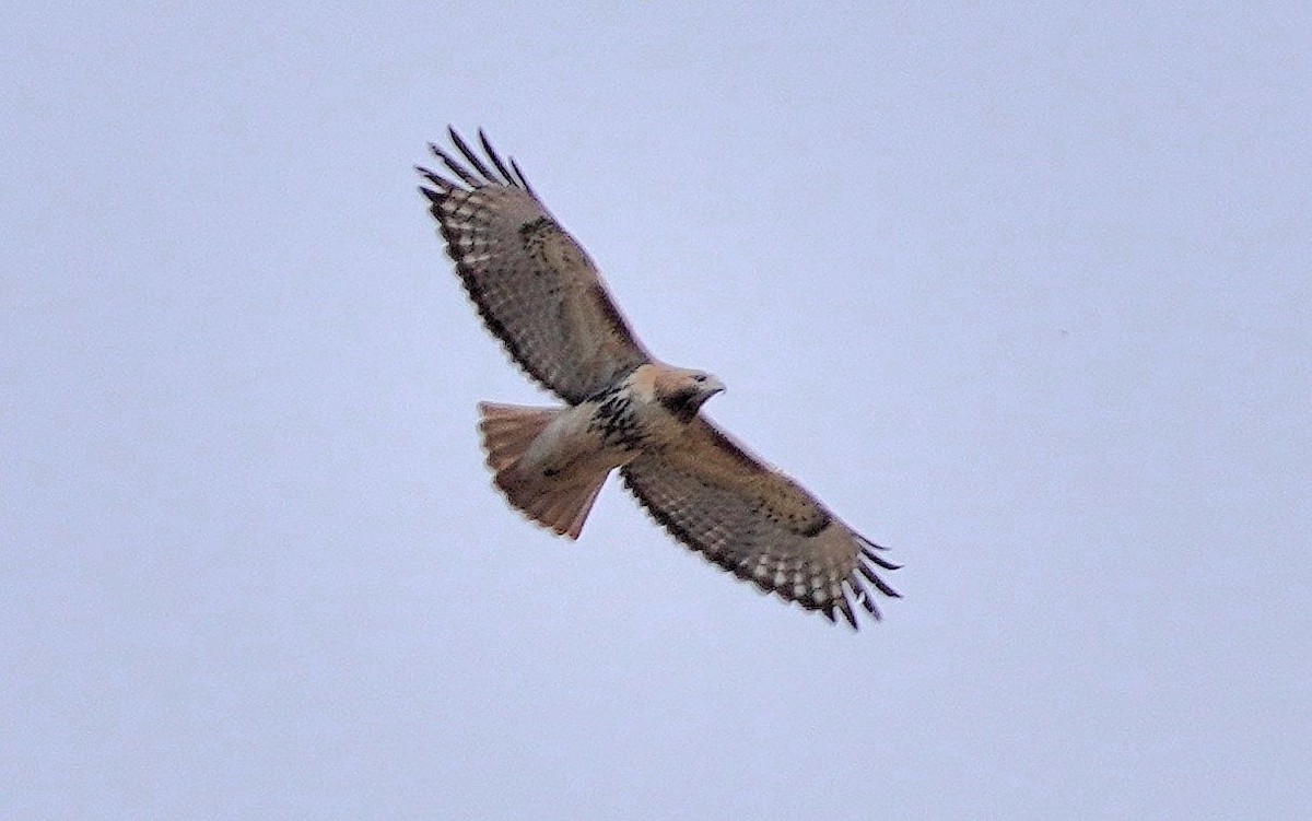 Red-tailed Hawk - ML616016545