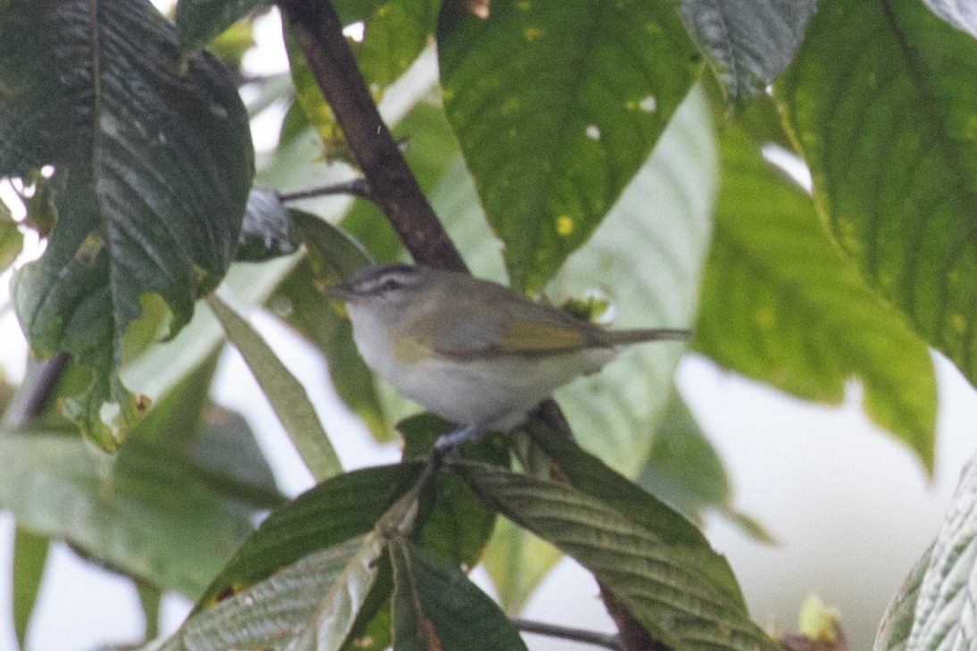 Vireo Chiví (grupo agilis) - ML616016592