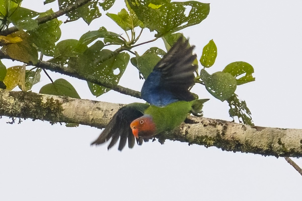 Red-cheeked Parrot - ML616016642