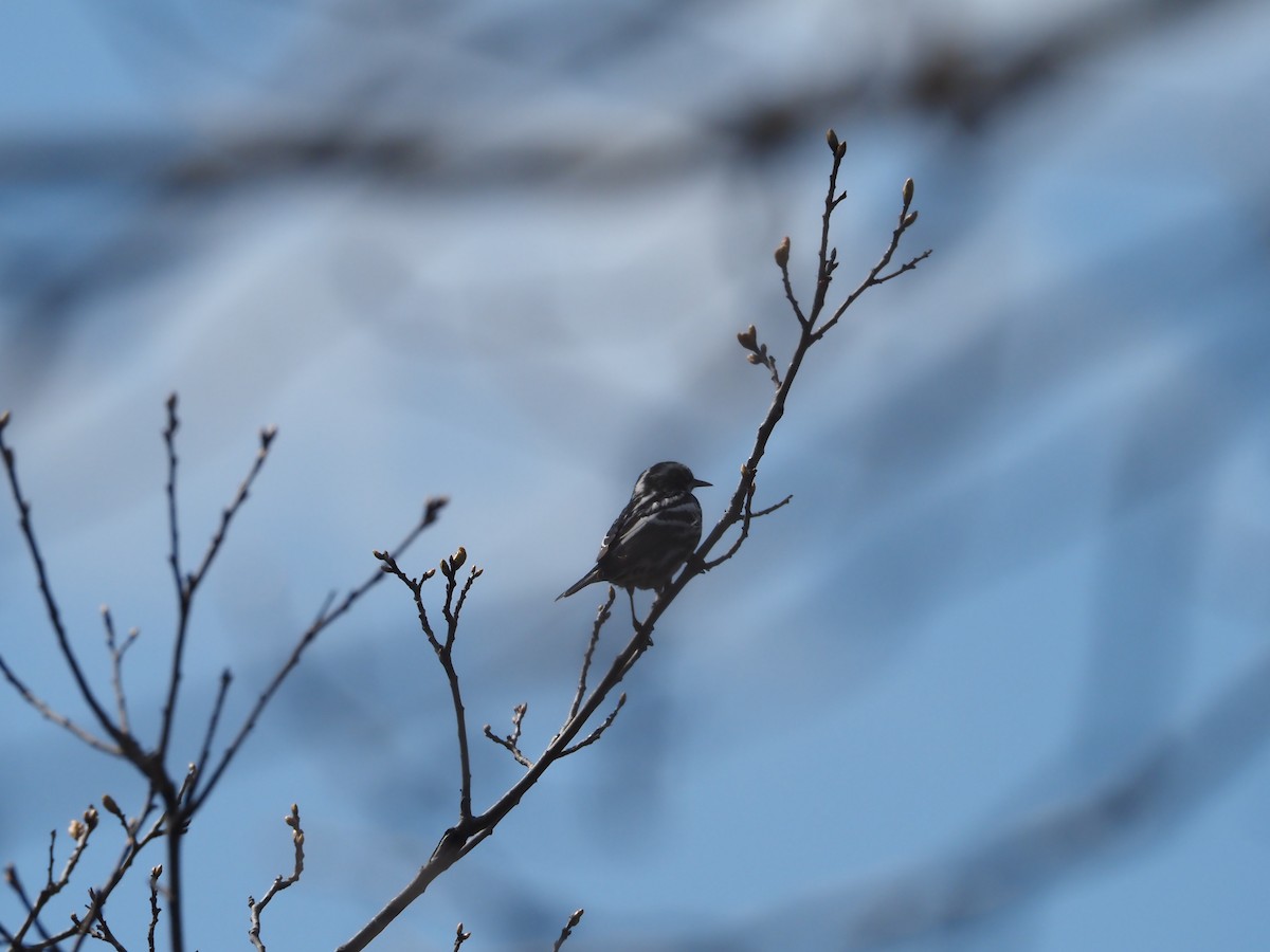 Black-and-white Warbler - ML616016677