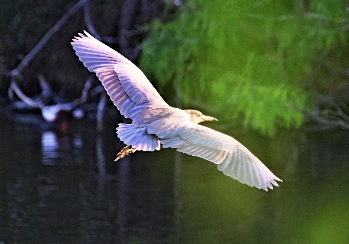 Black-crowned Night Heron - James Bozeman