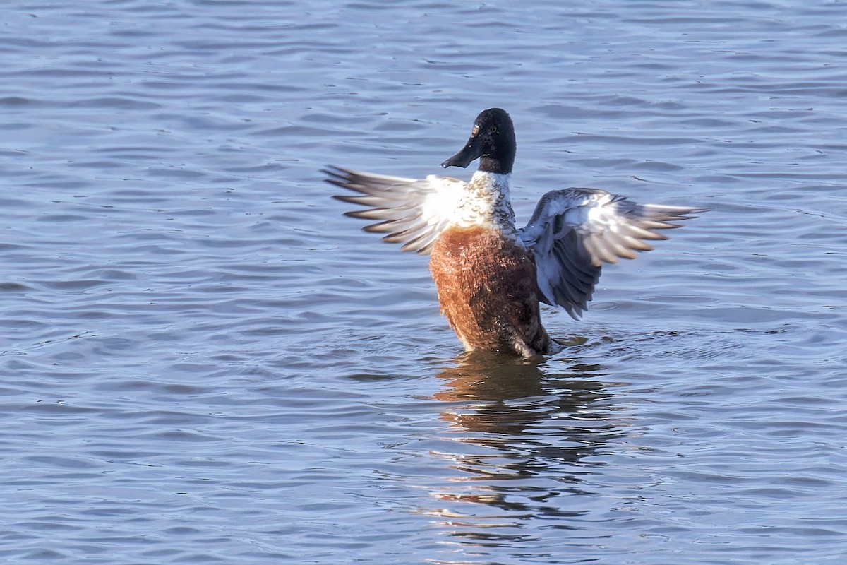 Northern Shoveler - ML616016709