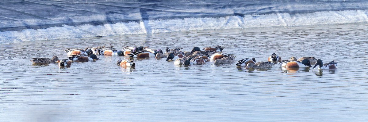 Northern Shoveler - ML616016711