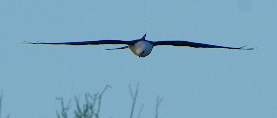 Swallow-tailed Kite - Dave Bowman