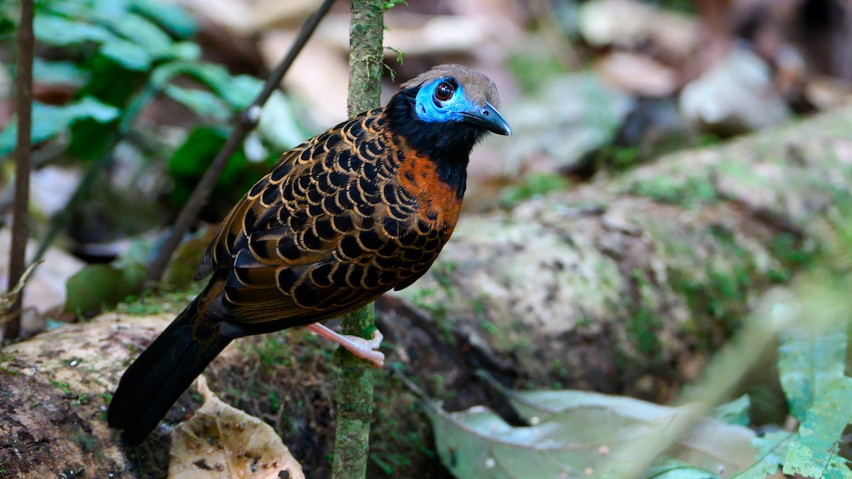 Ocellated Antbird - ML616016818