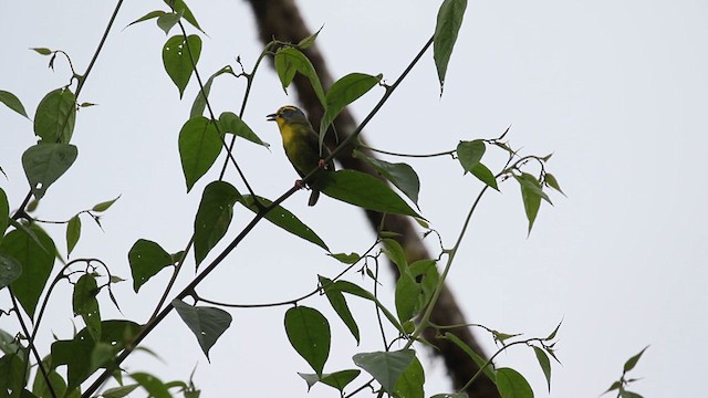 Slaty-capped Shrike-Vireo - ML616016830