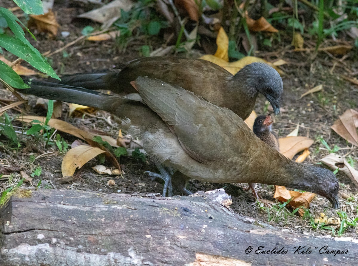 Gray-headed Chachalaca - ML616016849