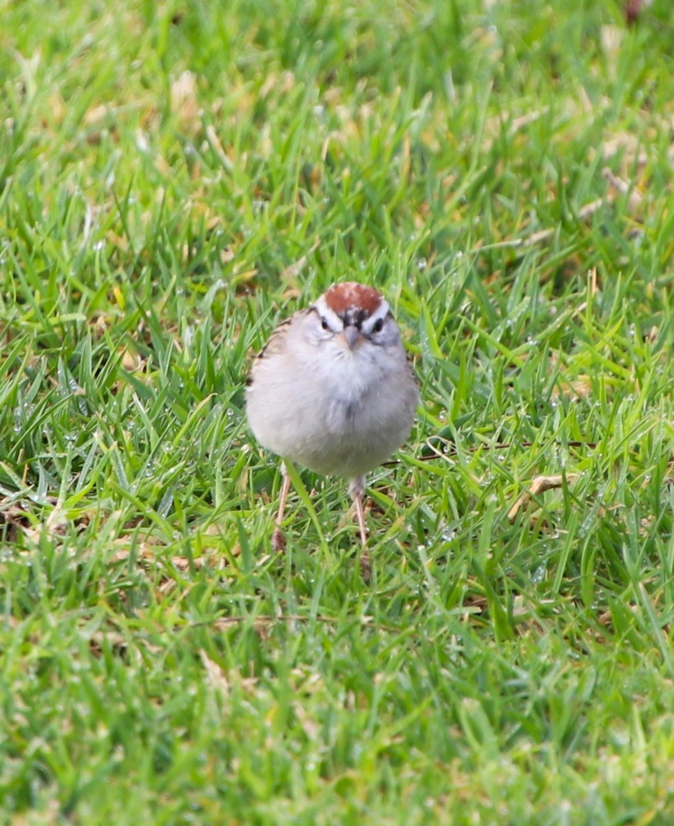 Chipping Sparrow - ML616016956